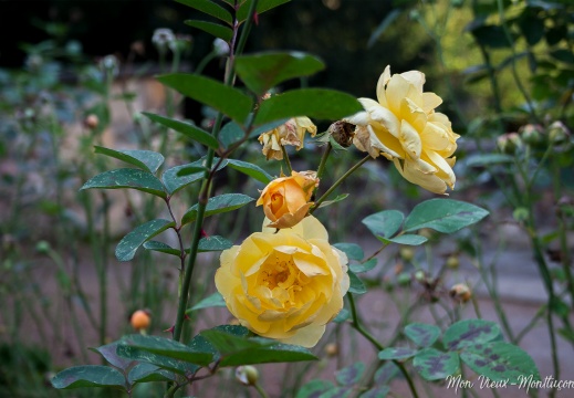 Roses jaunes