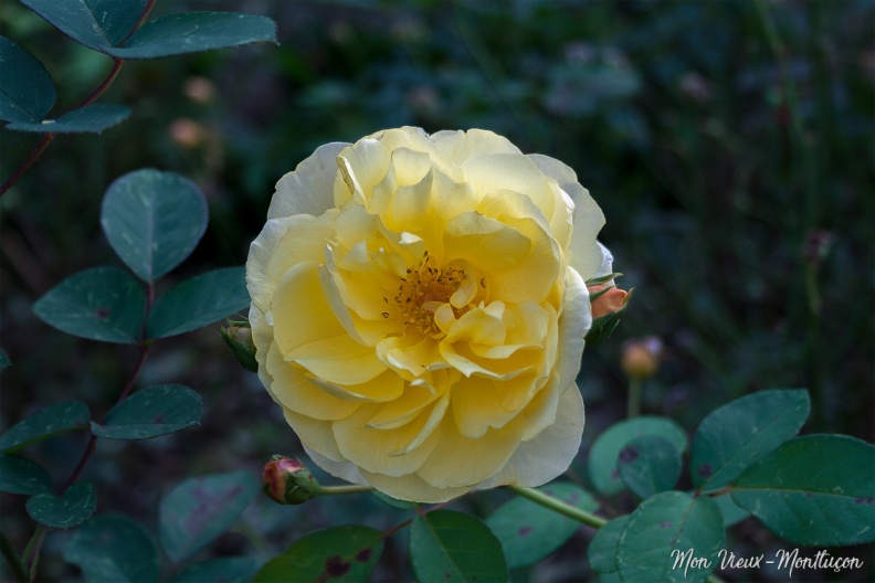 0165_jardin-wilson_rose-jaune_06-11-20.jpg