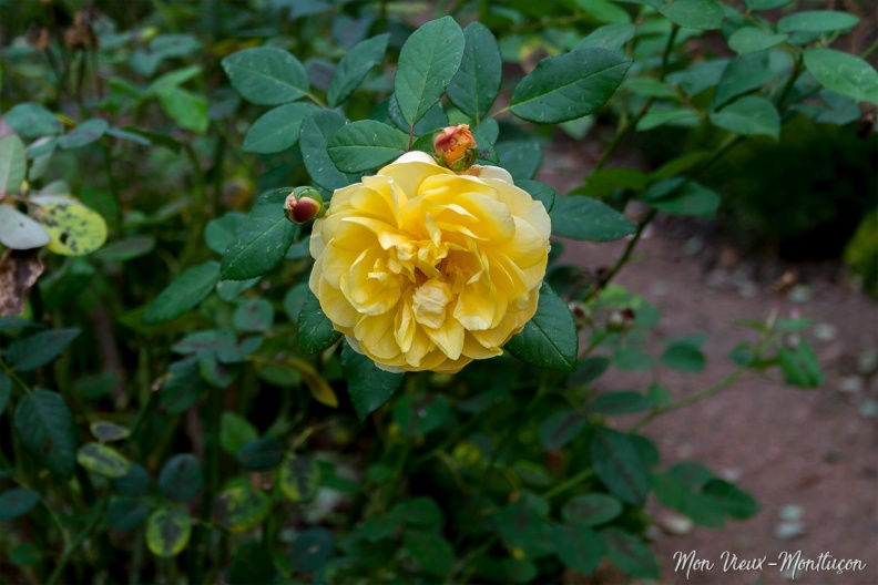 0043_jardin-wilson_rose-jaune.jpg