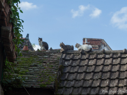 Chats des toits