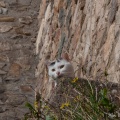 0061_chats-2_remparts-vieux-chateau_zoom.jpg