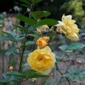 0076_jardin-wilson_rose-jaune_24-11-20.jpg