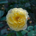 0165_jardin-wilson_rose-jaune_06-11-20.jpg